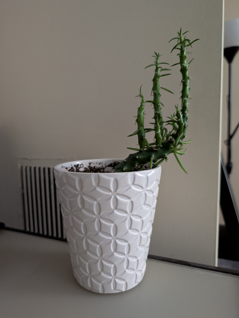 Three potted plants: Orchid, Succulent, and Cactus - photo 2