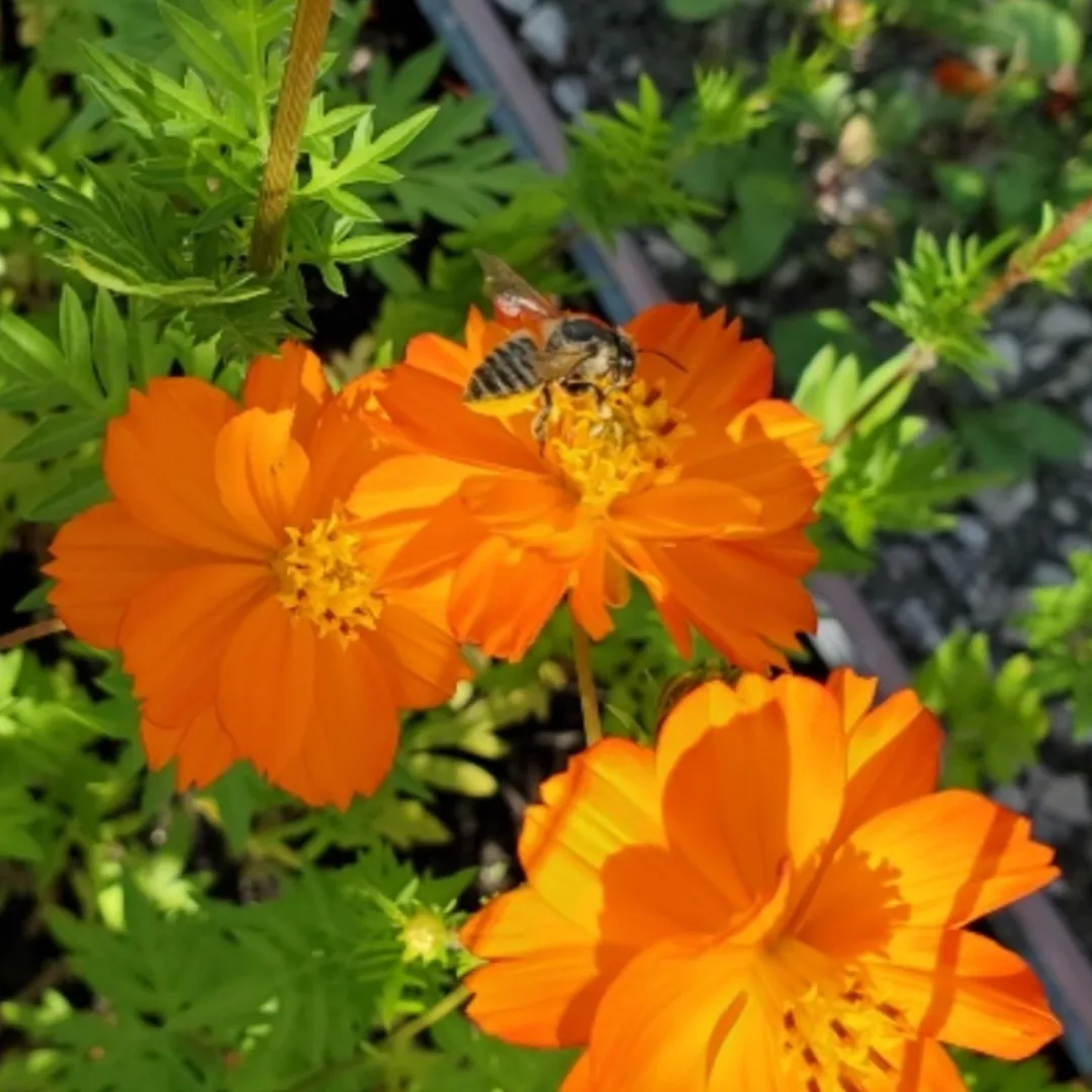 "Tango" Cosmos Flowers seeds image indicator(2)