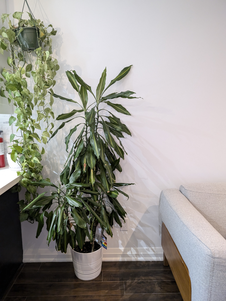 Large Dracaena Marginata Plant