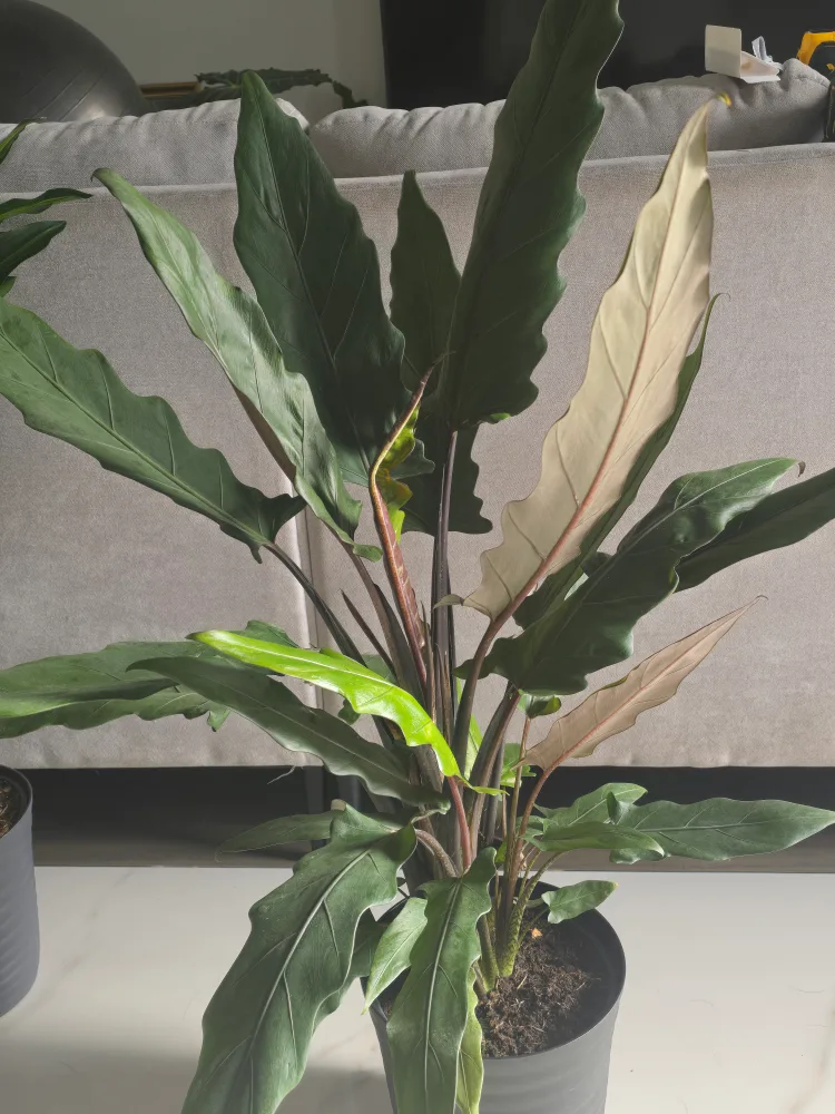 large alocasia  purple sword  8"pot image indicator(2)