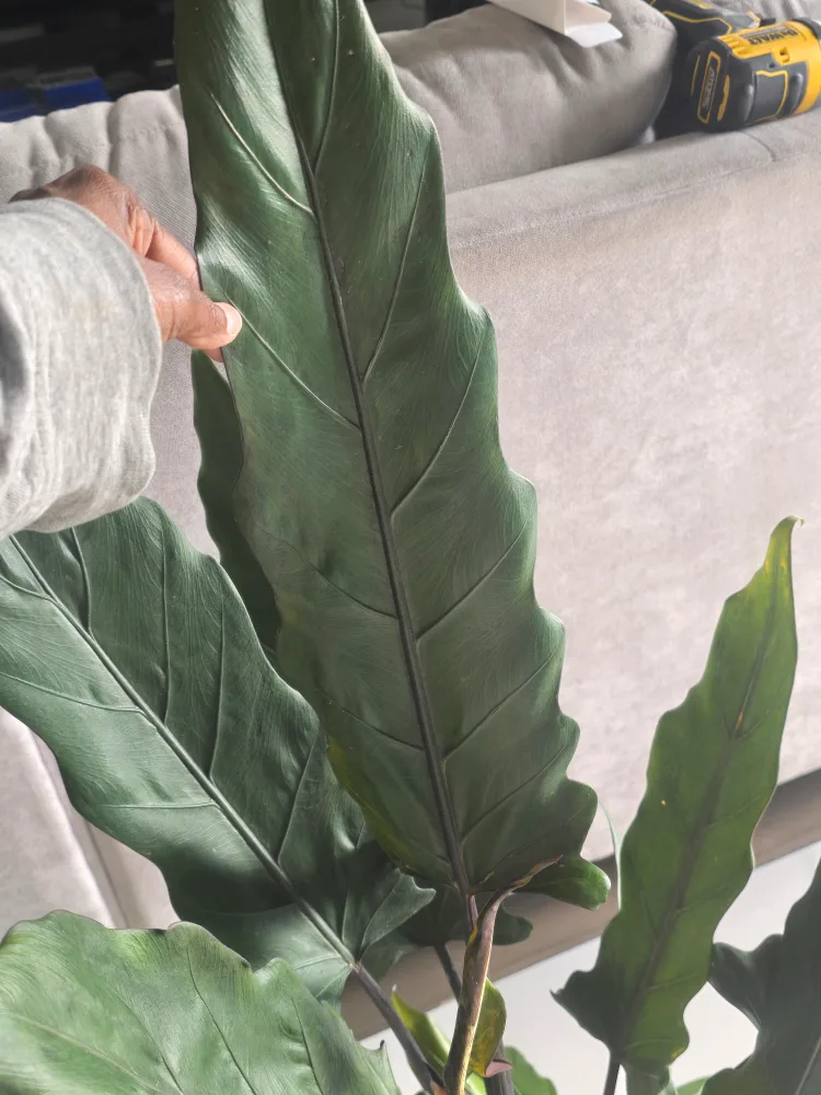 large alocasia  purple sword  8"pot image indicator(3)