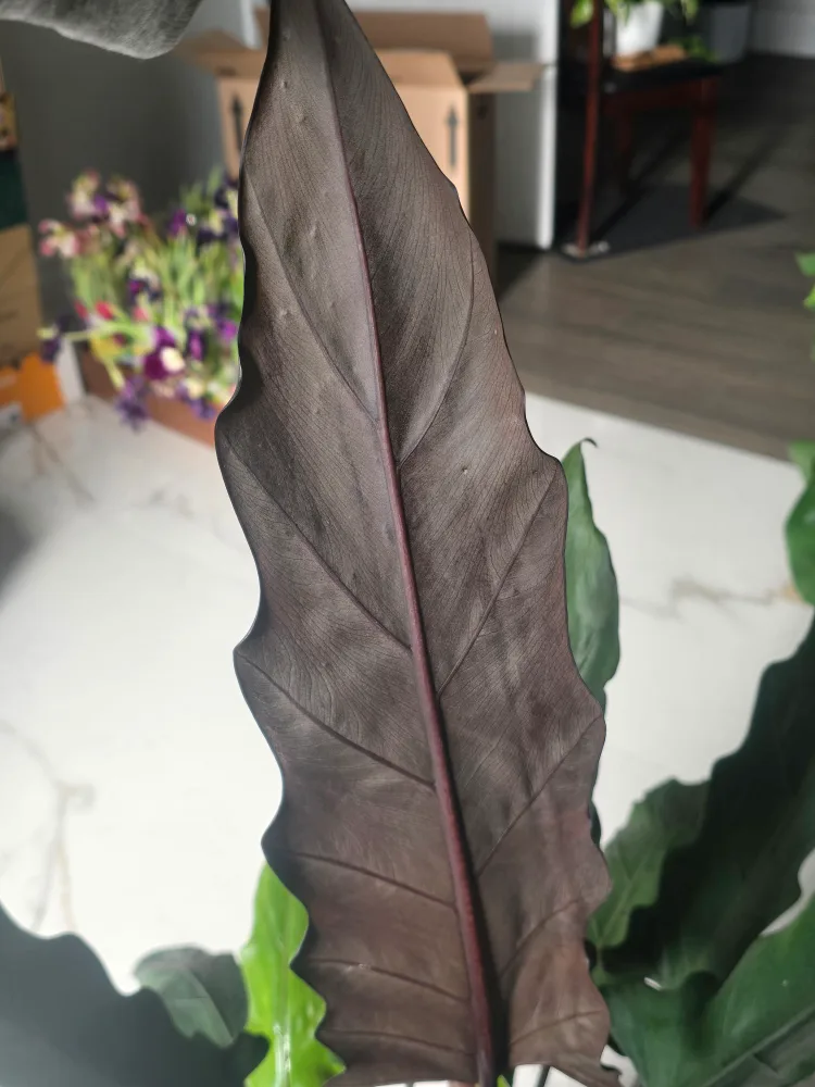 large alocasia  purple sword  8"pot image indicator(4)
