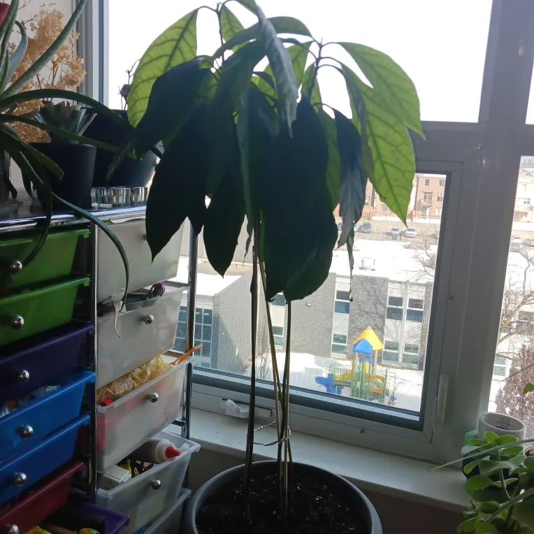 🧡 🌴🌞 healthy growing Avocado trees (3) image indicator(2)