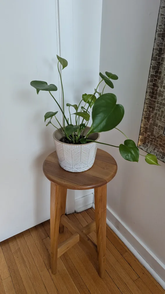Small Monstera Plant 🧡 image indicator(2)
