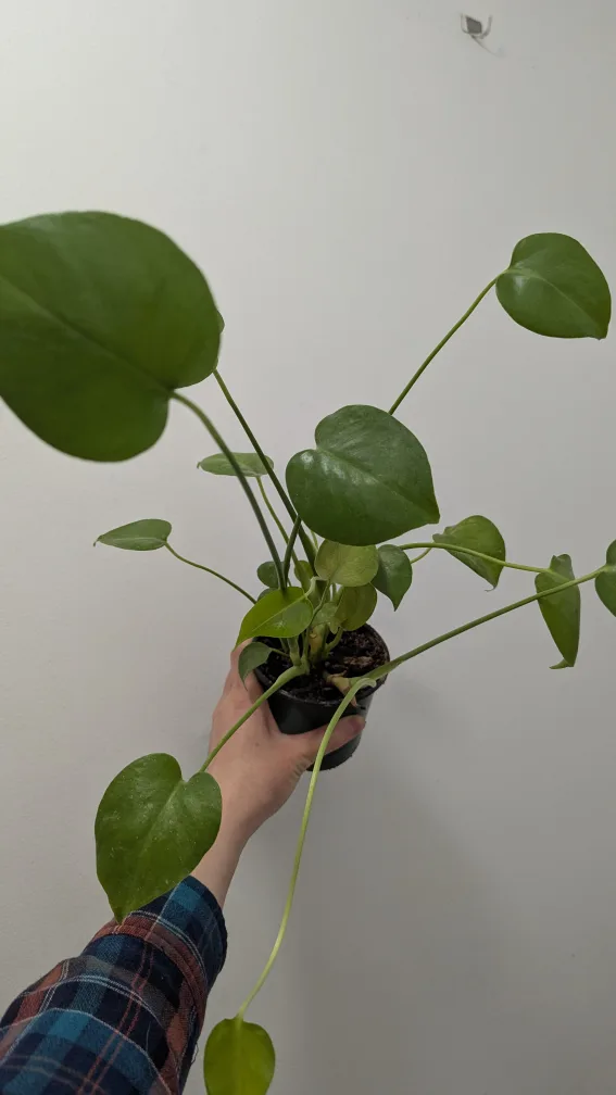 Small Monstera Plant 🧡 image indicator(3)
