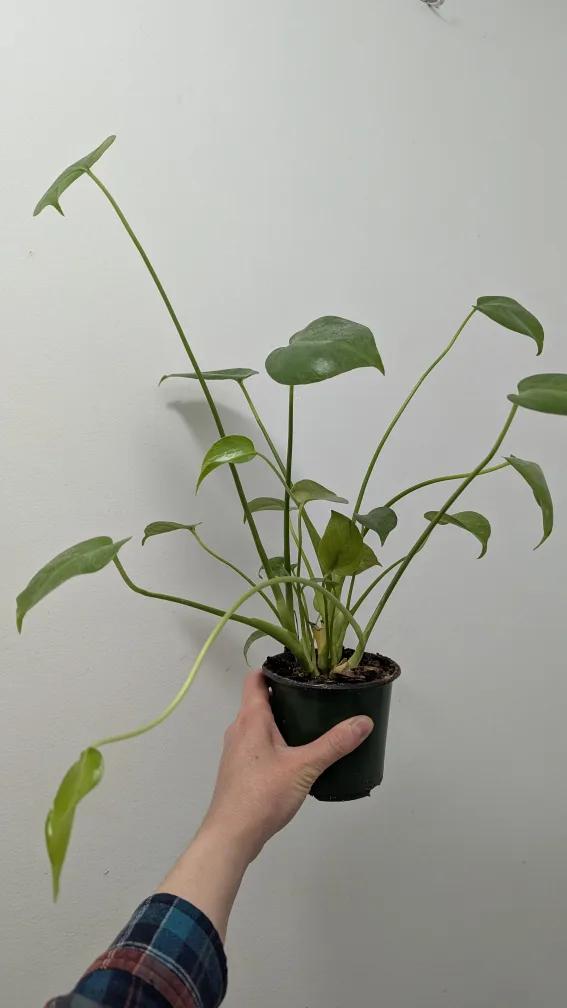 Small Monstera Plant 🧡 image indicator(4)