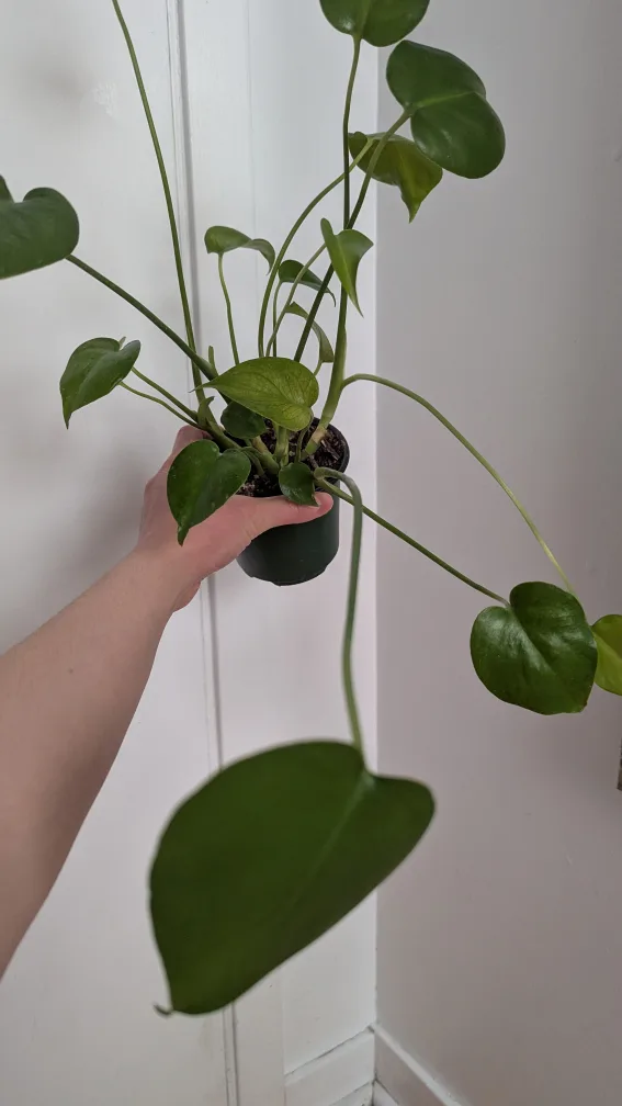 Small Monstera Plant 🧡 image indicator(5)