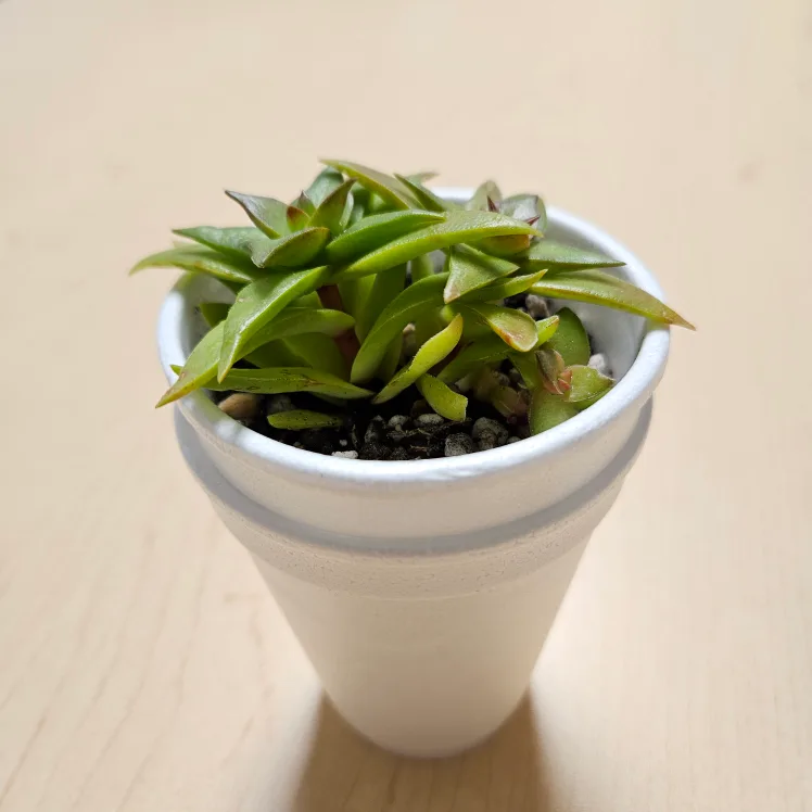 Crassula Campfire Succulent 🧡 image indicator(2)