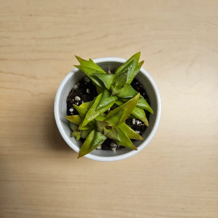 Crassula Campfire Succulent 🧡 image indicator(3)