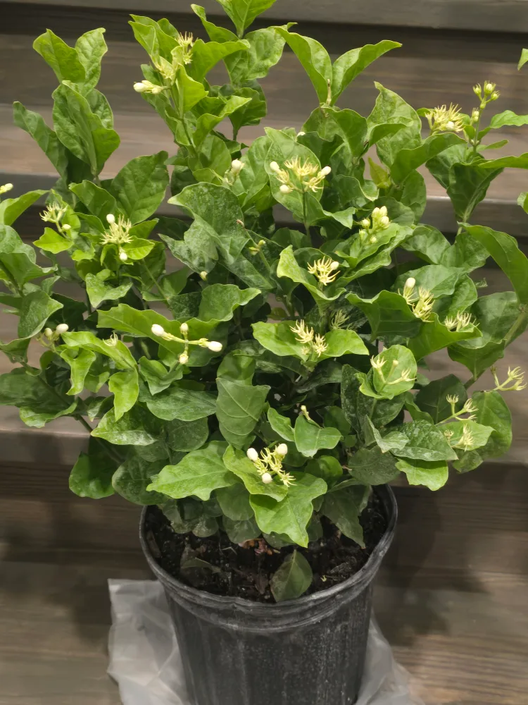 Jasmine sambac 10"pot image indicator(3)