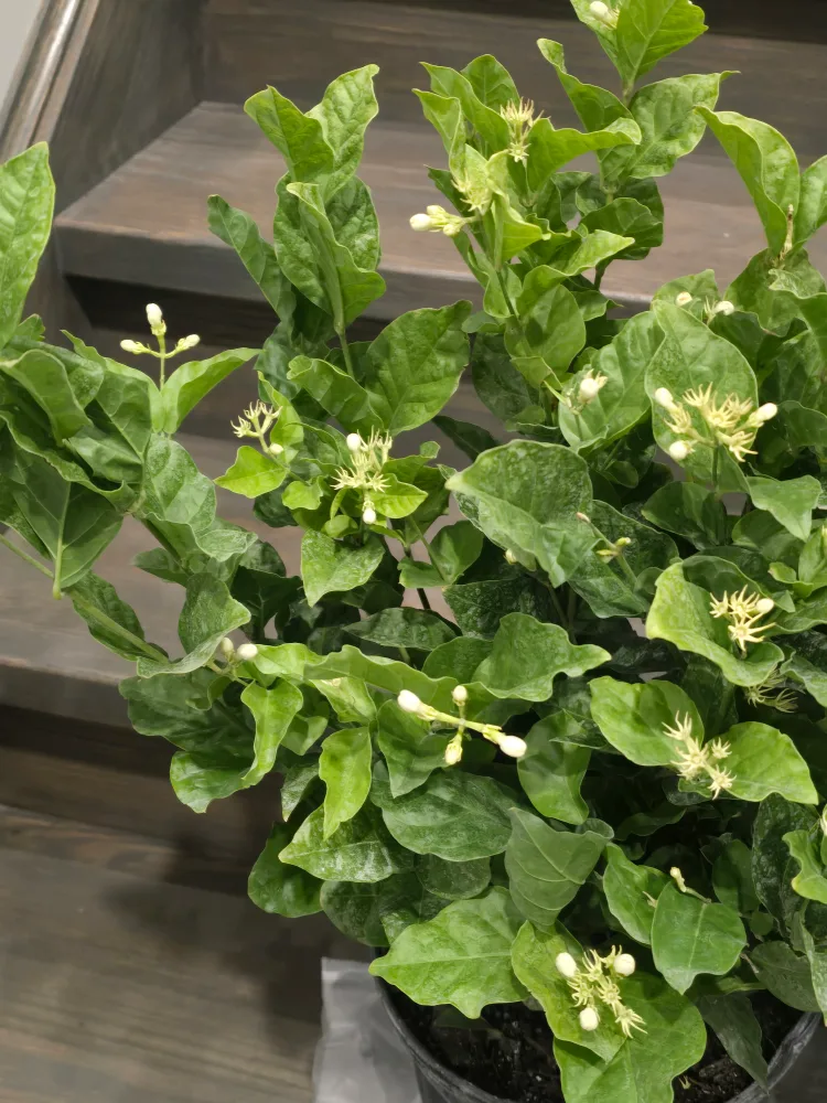 Jasmine sambac 10"pot image indicator(5)