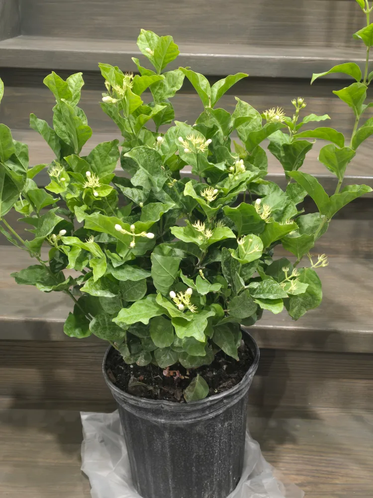 Jasmine sambac 10"pot image indicator(6)