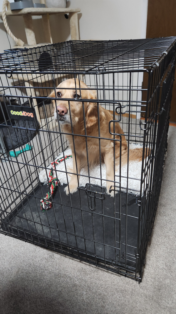Dog Crate 27" x 42" - photo 3