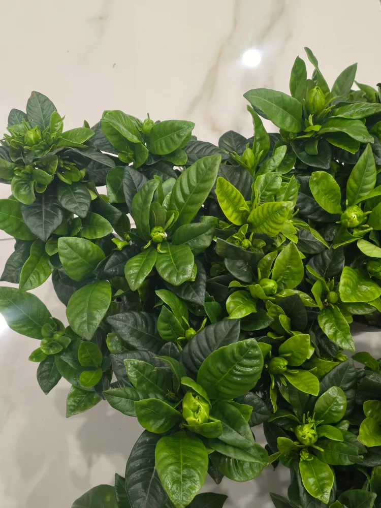 Gardenia Plant with Buds image indicator(6)