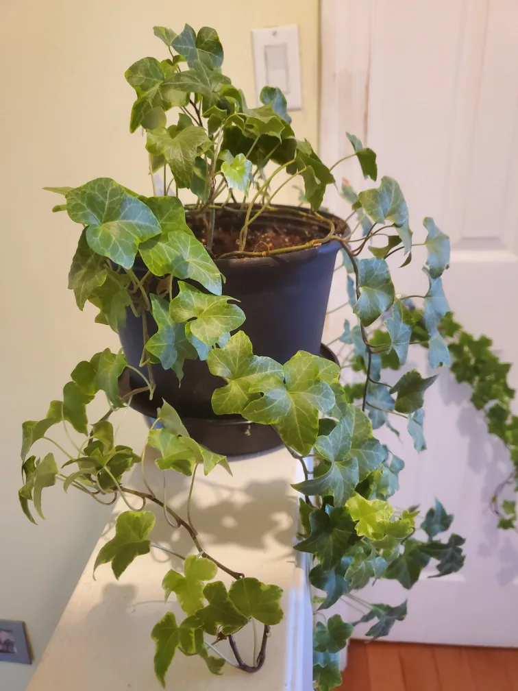 Healthy English Ivy Hanging Plant thumbnail