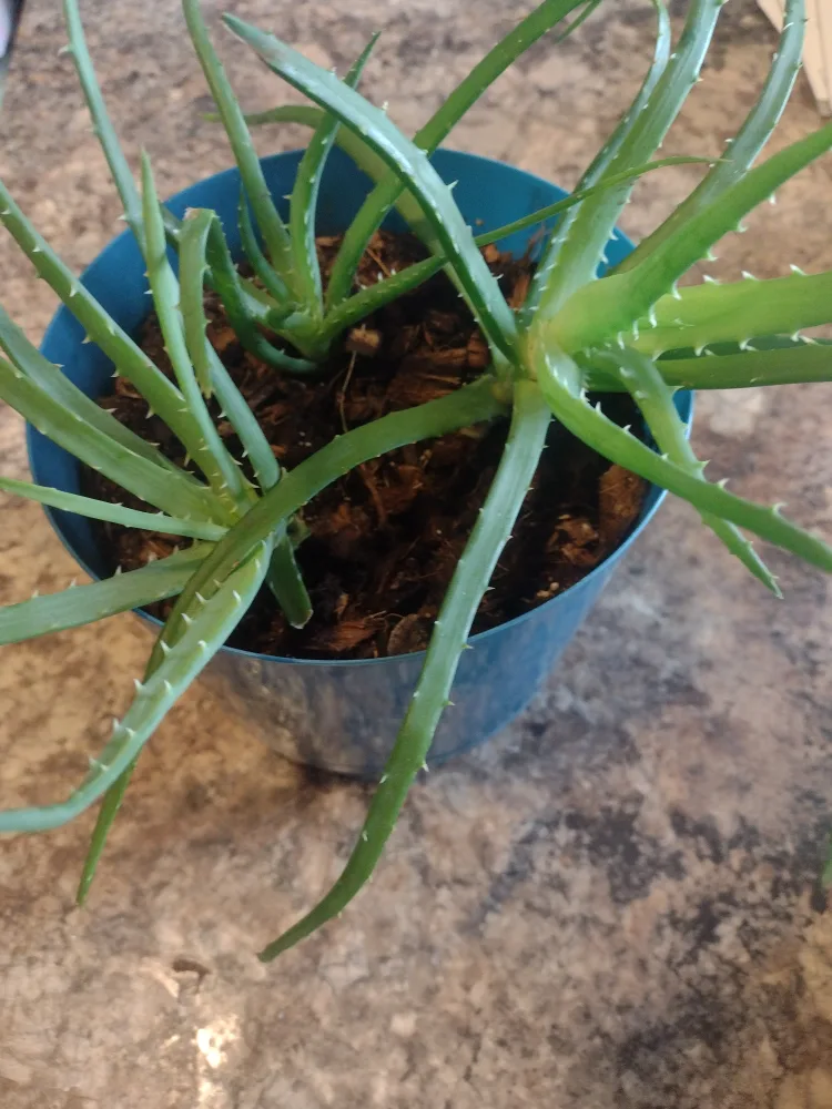Aloe Vera Plant in Teal Pot 🧡 image indicator(3)