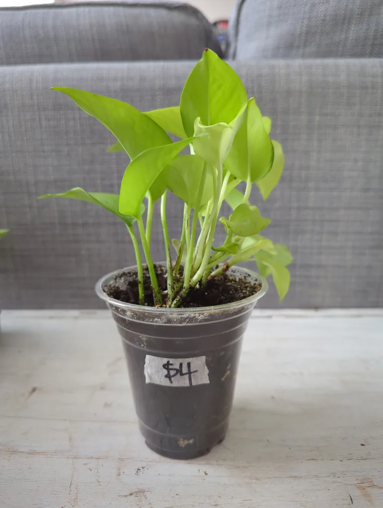 Neon Pothos Plant thumbnail