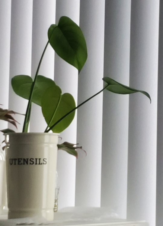 Monstera Plant