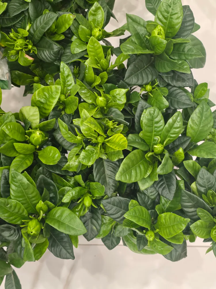 Gardenia Plant with Buds image indicator(8)