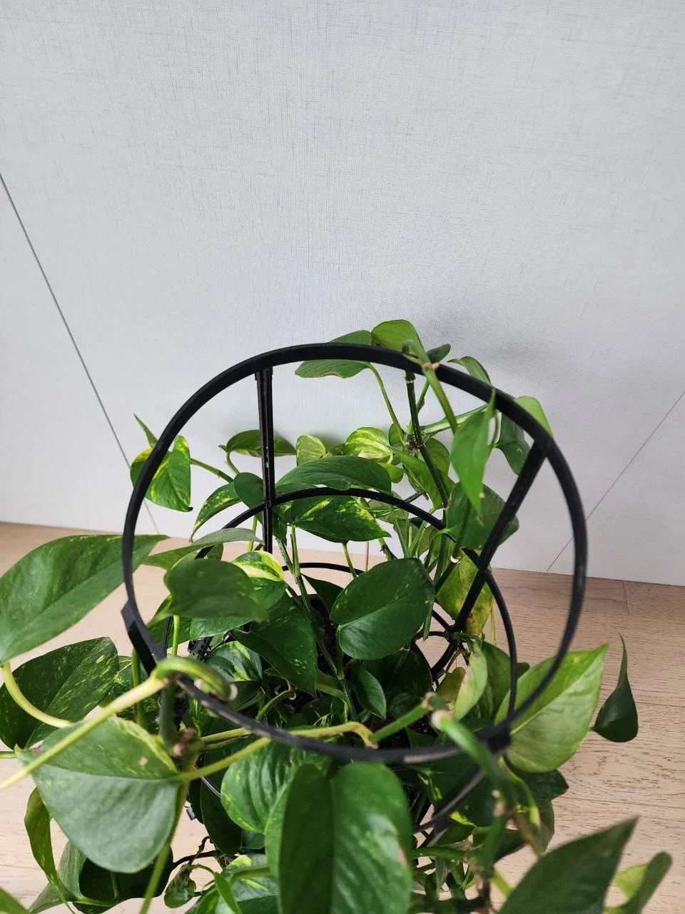 Large pathos image indicator(2)