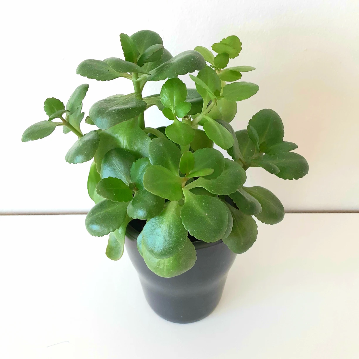 Cup Size 🌱 Kalanchoe 🌻