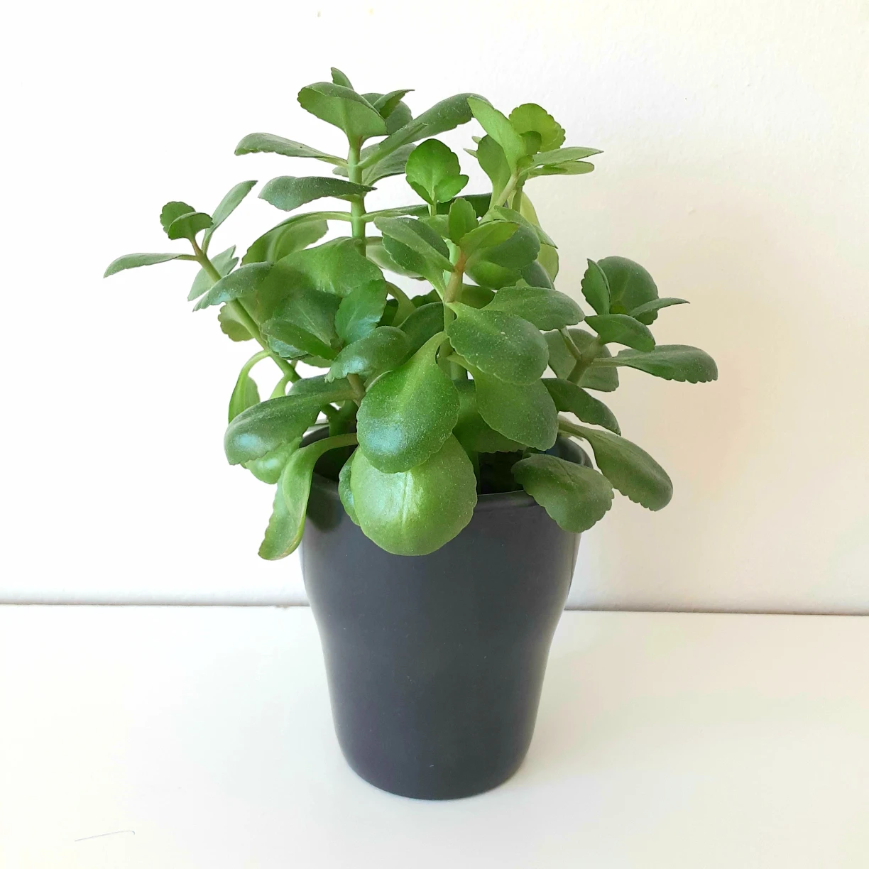 Cup Size 🌱 Kalanchoe 🌻 - photo 2