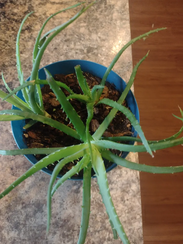 Aloe Vera Plant in Teal Pot 🧡 image indicator(2)