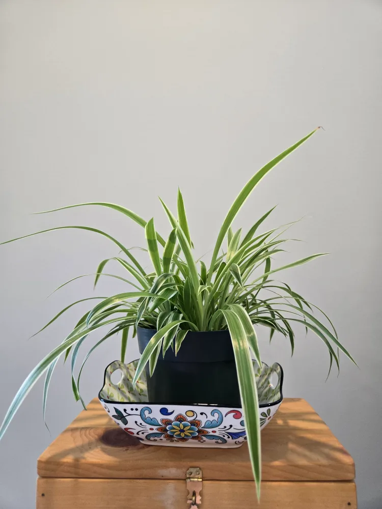 Spider Plant in green plastic pot image indicator(2)