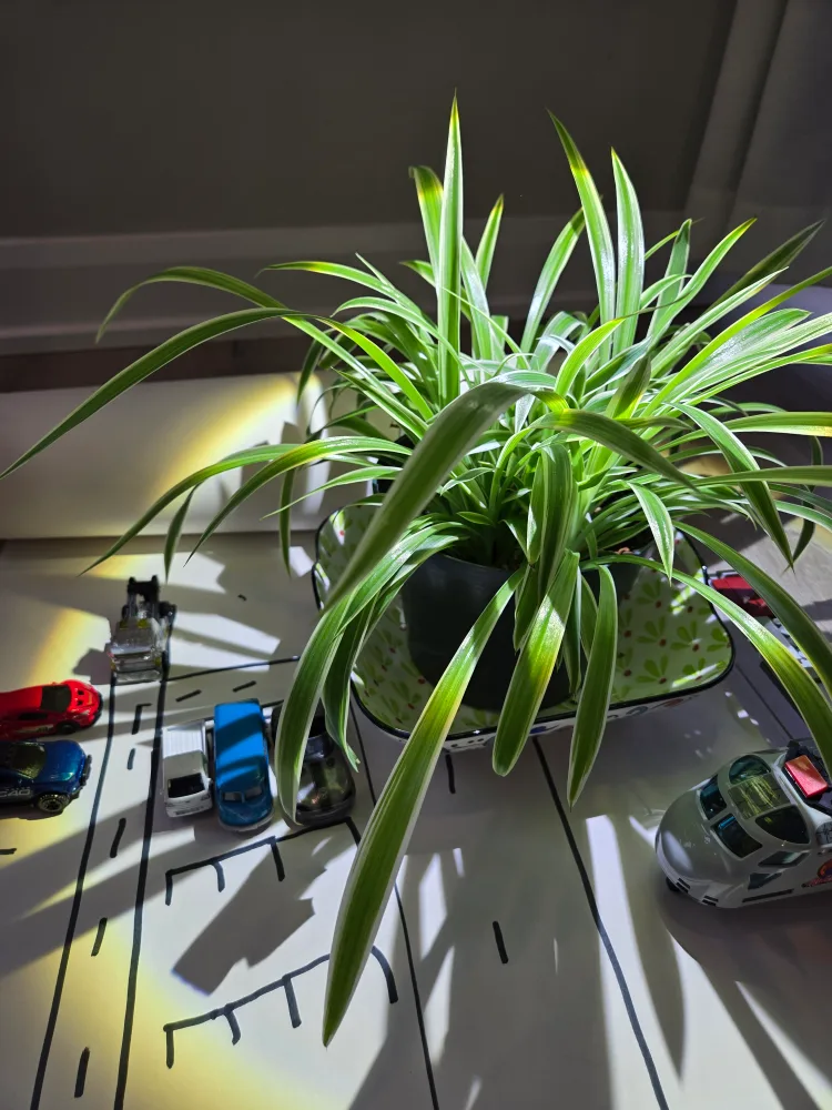 Spider Plant in green plastic pot image indicator(7)