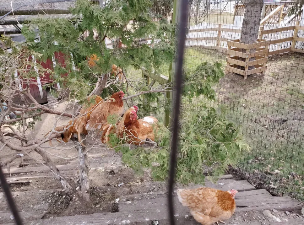 $10.00 / Walk Dog Walking - We are here, and always will be ♾️ image indicator(4)