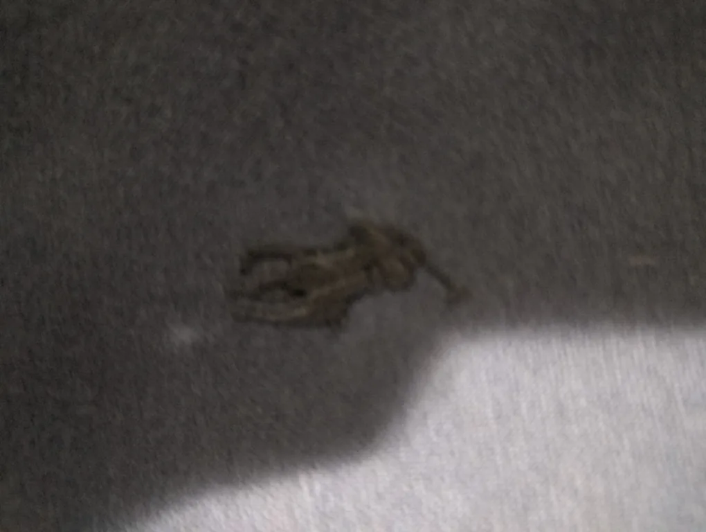 light blue polo Ralph Lauren crewneck image indicator(3)