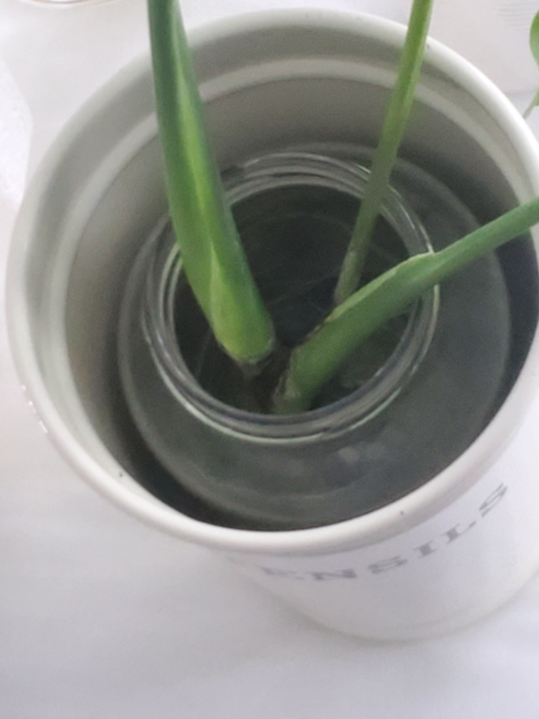 Monstera Plant - photo 2