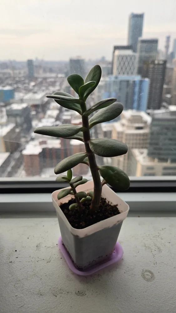 Jade Plant with Baby thumbnail