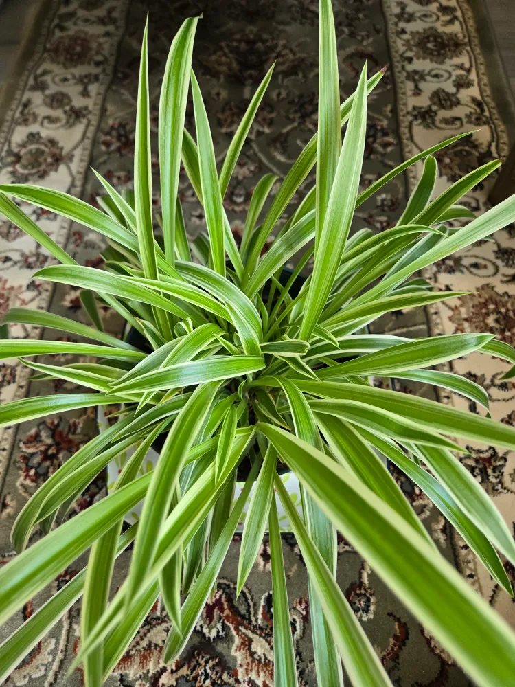 Spider Plant in green plastic pot image indicator(5)