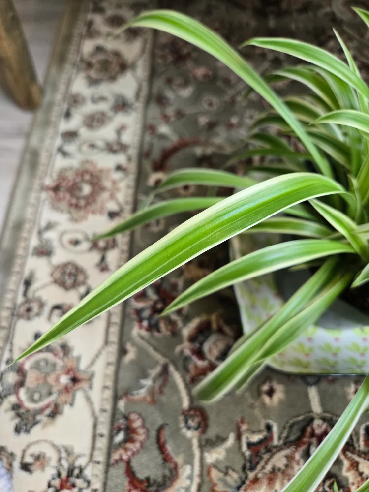 Spider Plant in green plastic pot image indicator(6)