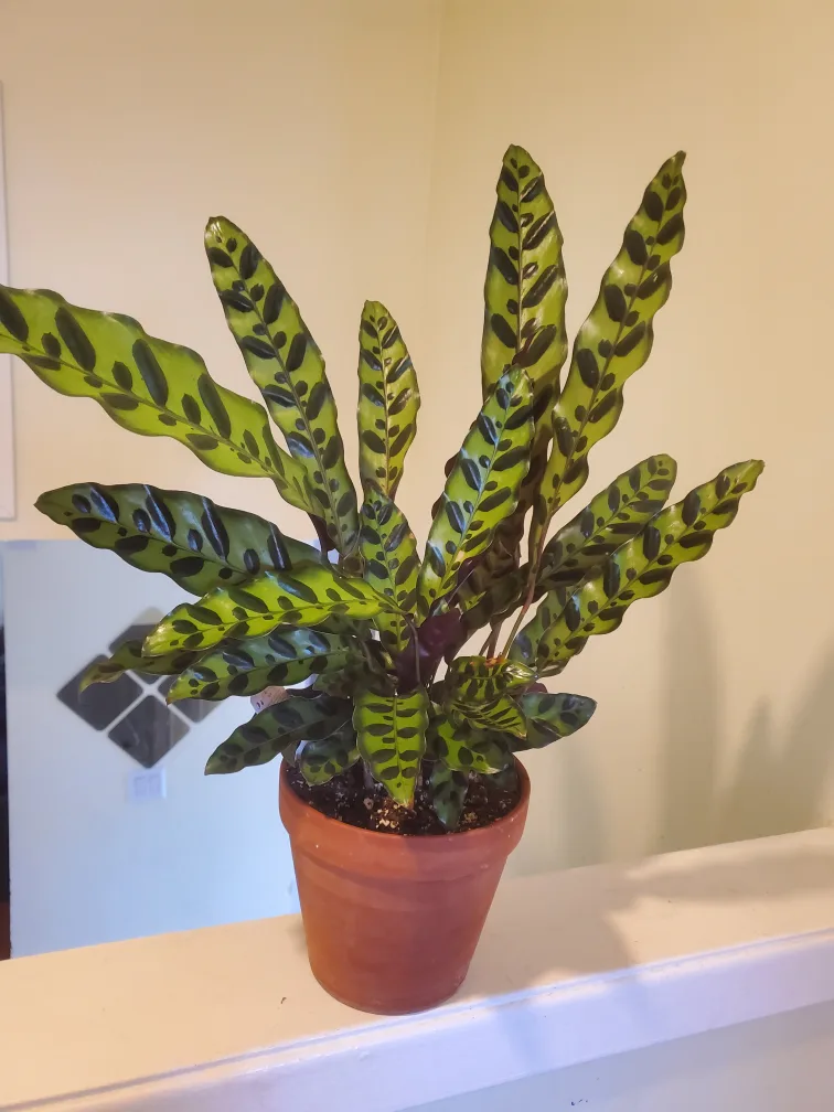 Calathea Ornata Plant in Terracotta Pot thumbnail