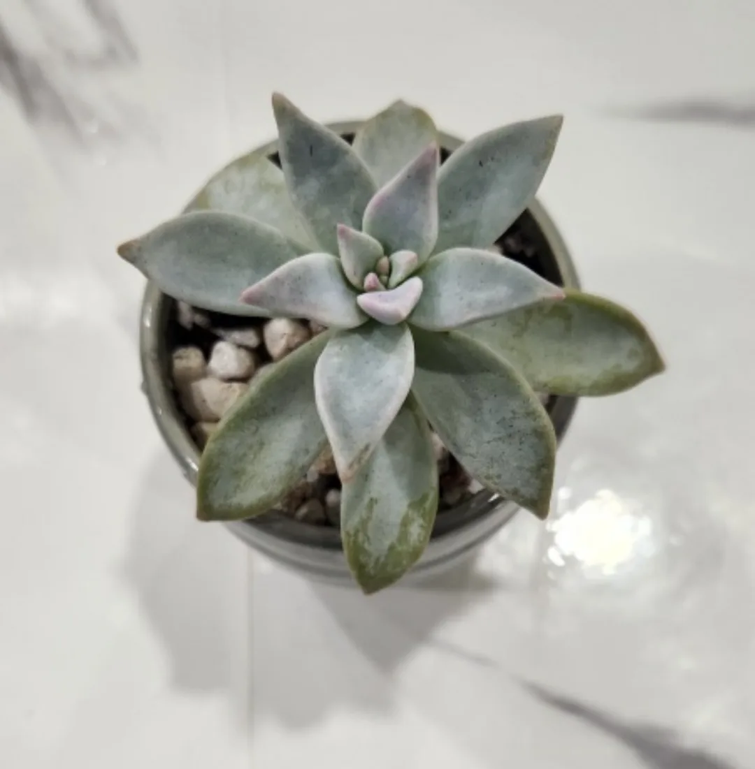 Hybrid succulent plant 💚 image indicator(3)