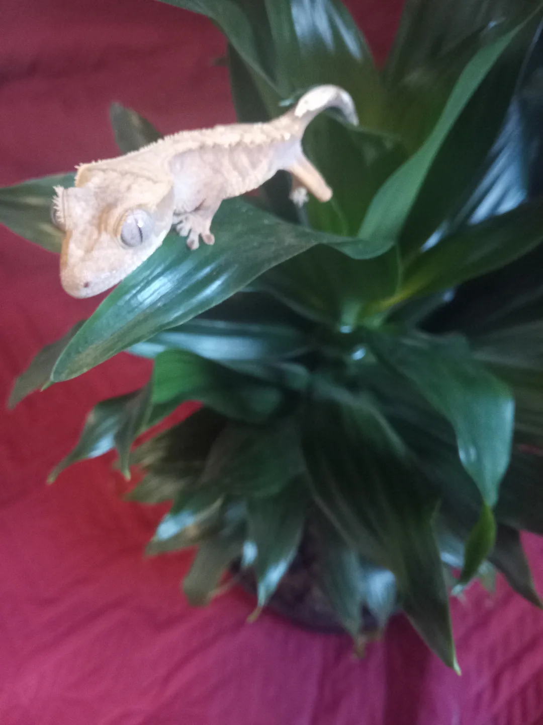 Juvenile Crested Geckos - Various Colours image indicator(3)