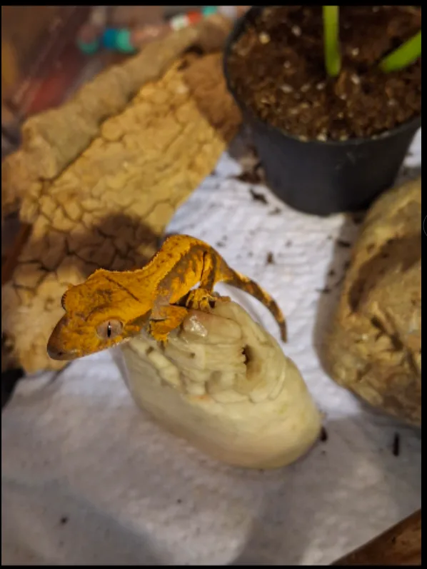 Juvenile Crested Geckos - Various Colours image indicator(4)