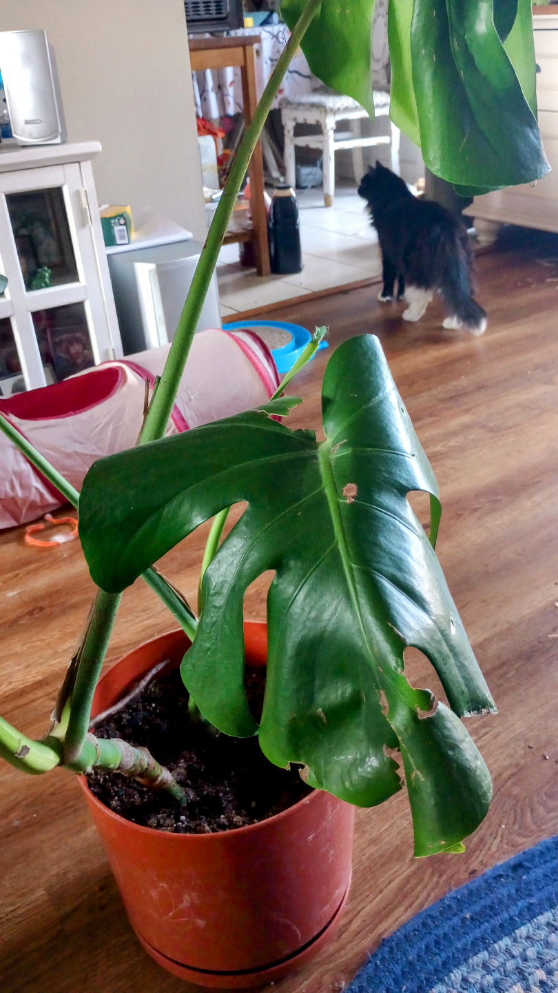 MONSTERA LIVE PLANTS - photo 3