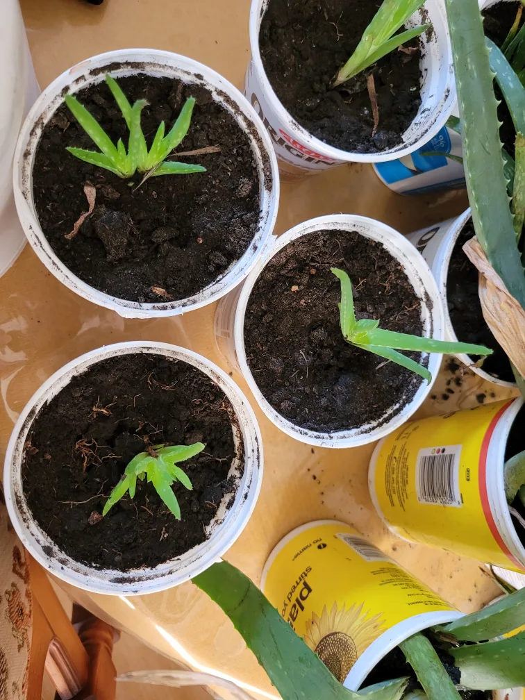 Aloe Vera Plants thumbnail