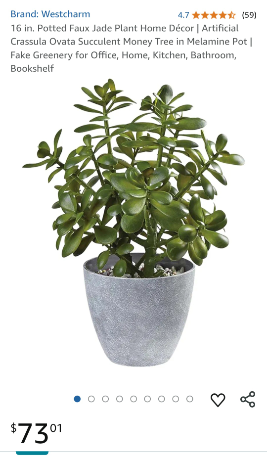 Jade plant seedlings available