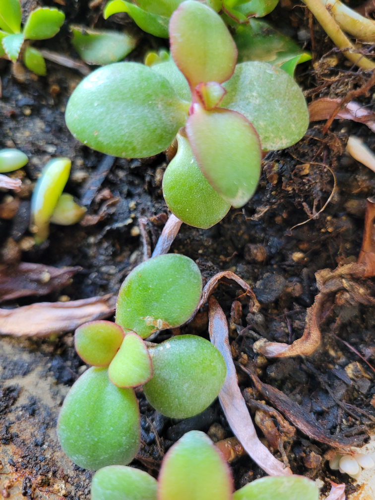 Jade plant seedlings available - photo 2