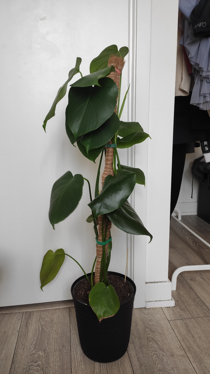 Two Monstera deliciosa plants in one pot - photo 2