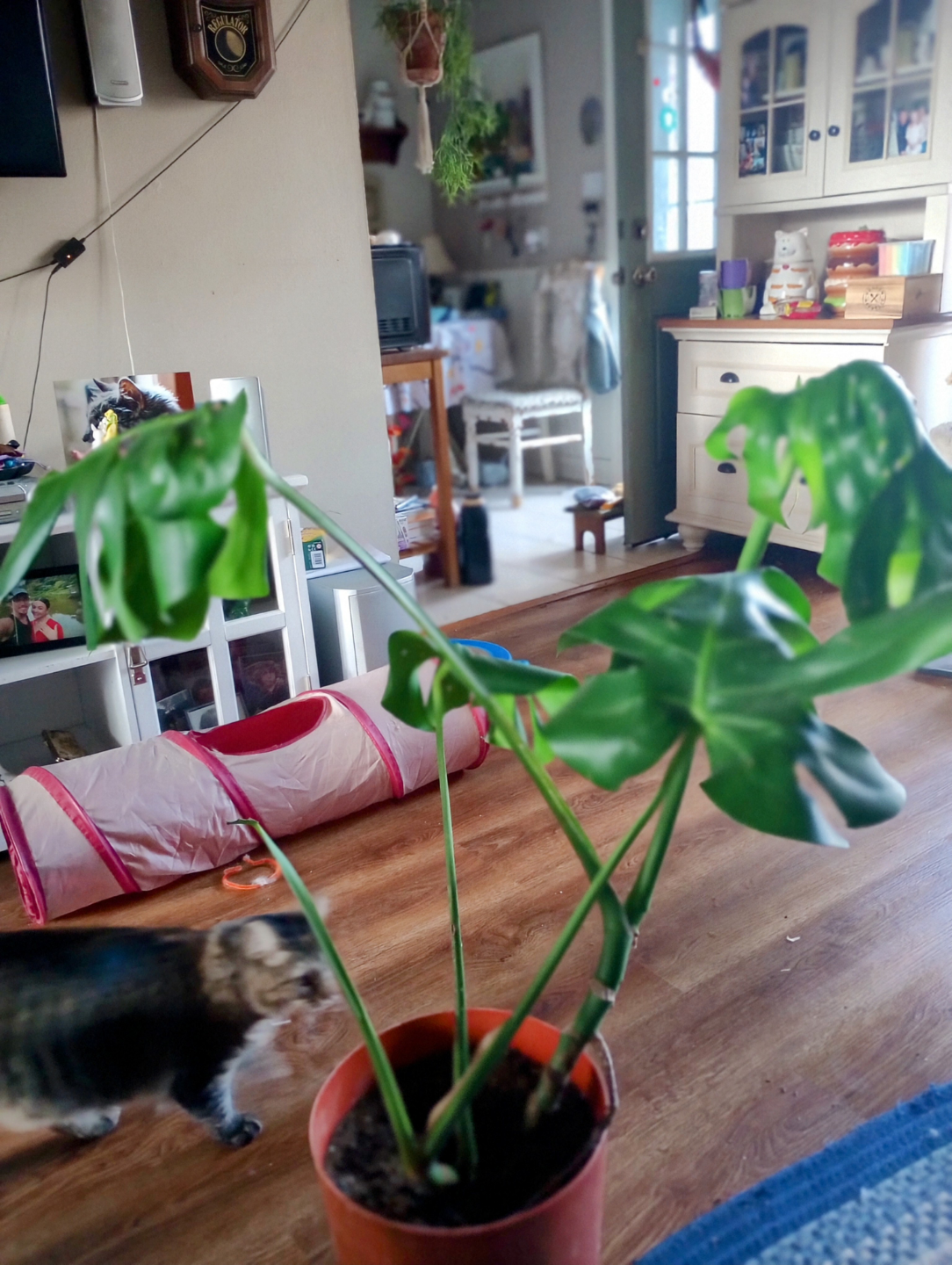 MONSTERA LIVE PLANTS