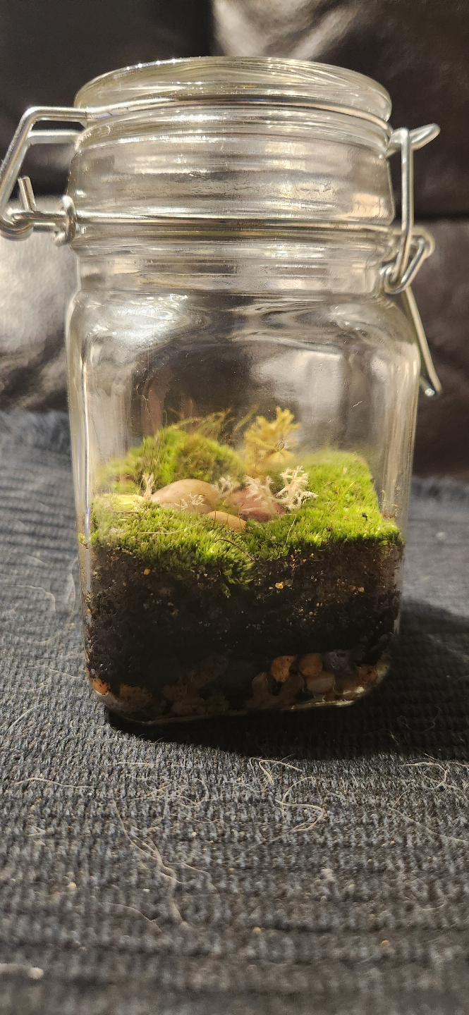 Miniature Terrarium in Glass Jar - photo 2