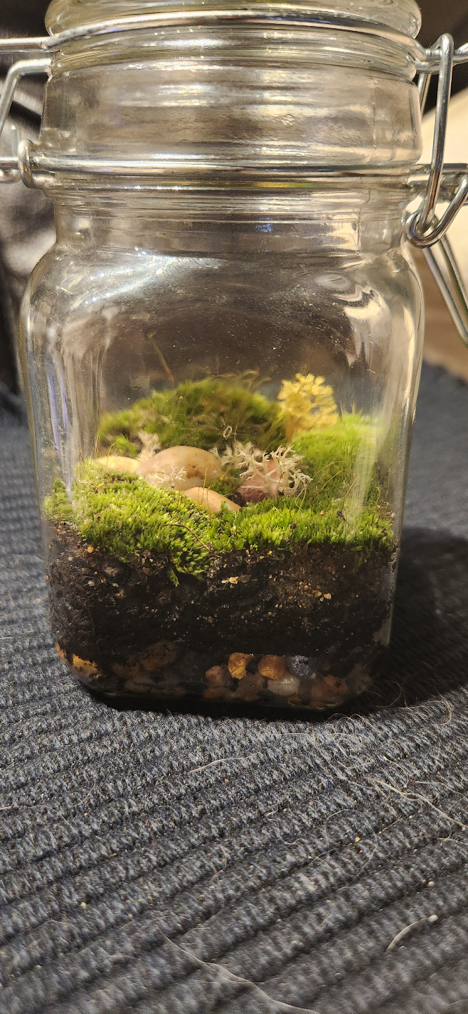 Miniature Terrarium in Glass Jar - photo 3