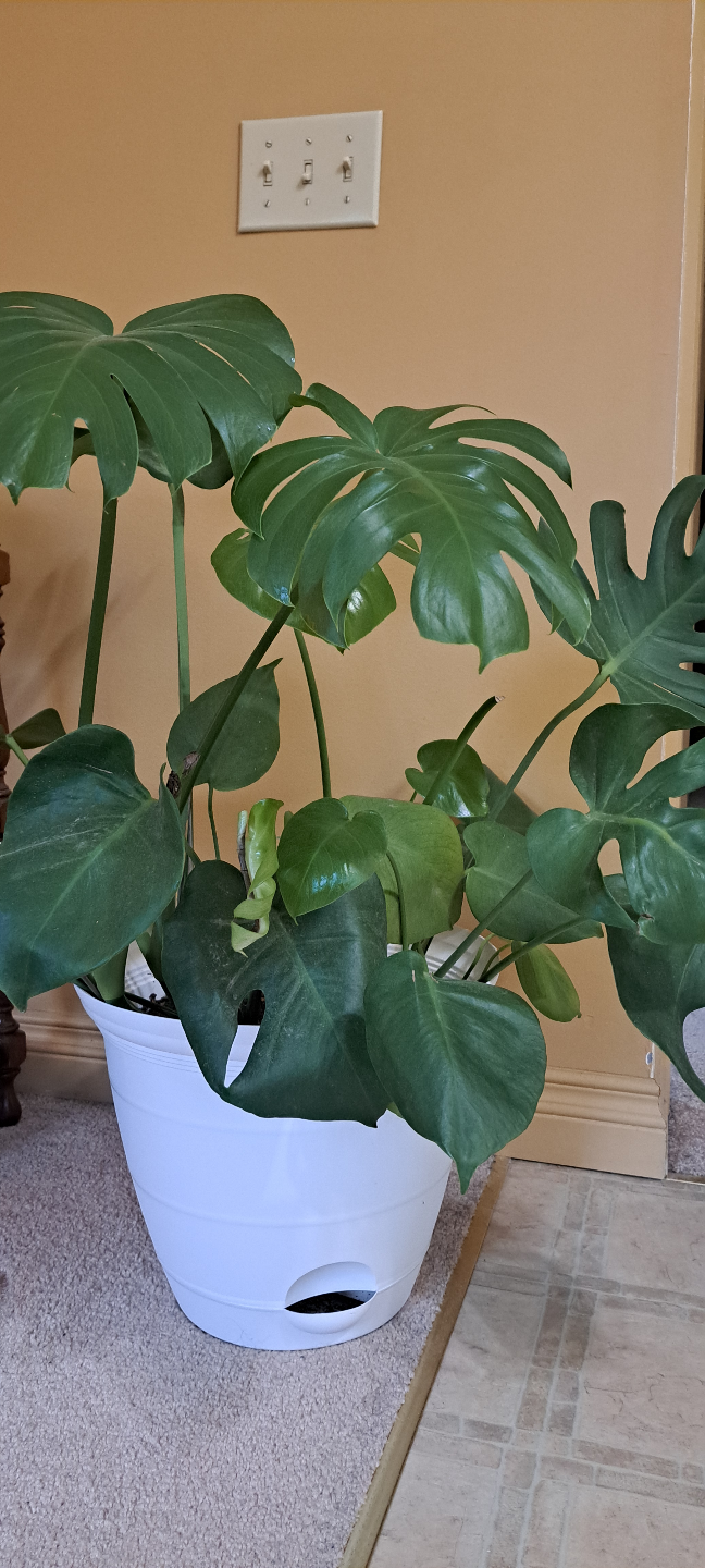 Monstera deliciosa plant in white pot - photo 2