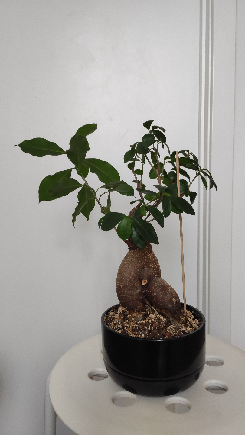 Unique Bonsai-style Plant in Black Pot
