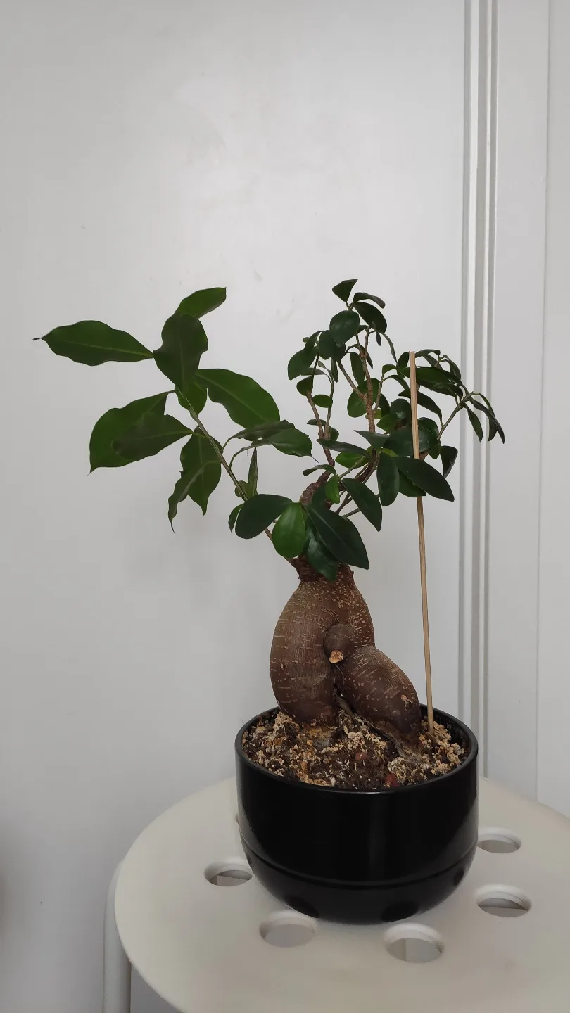 Unique Bonsai-style Plant in Black Pot thumbnail